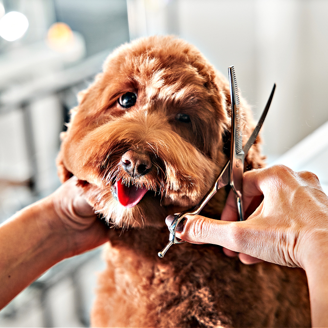 Caring for Your Labradoodle: Grooming Tips and Health Considerations