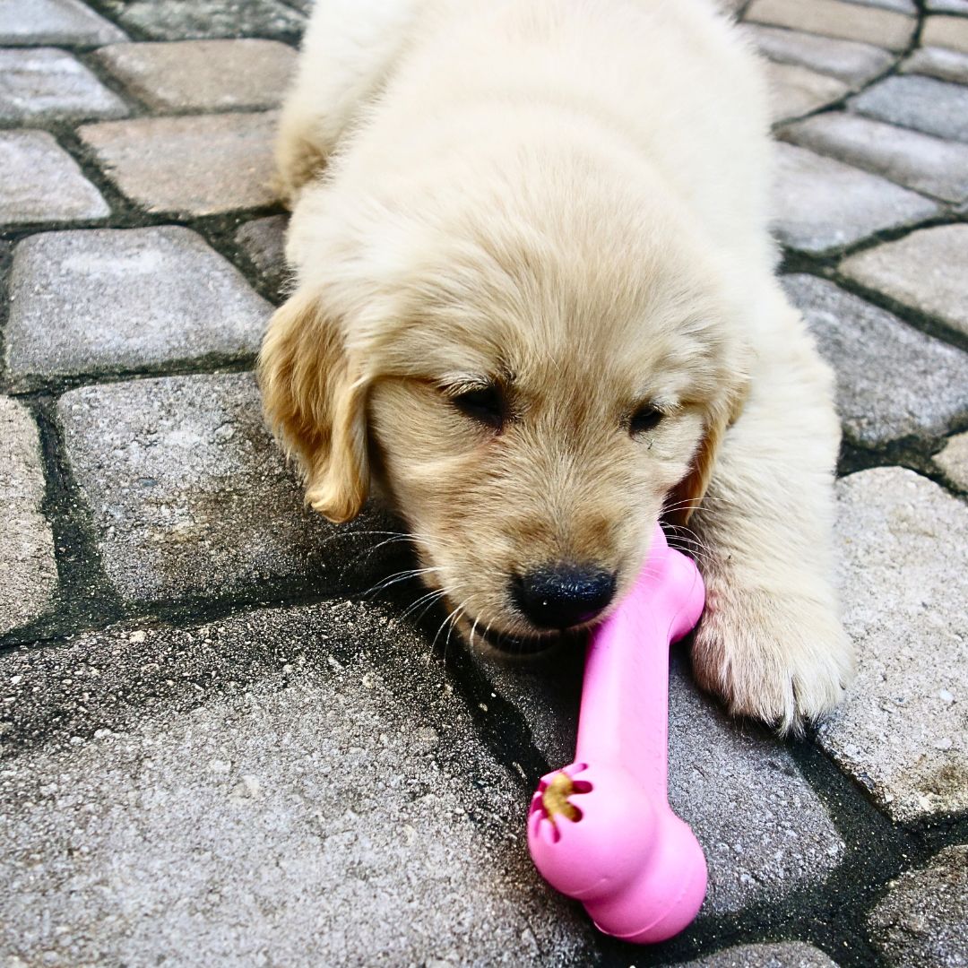 Chew Toys and Dental Treats