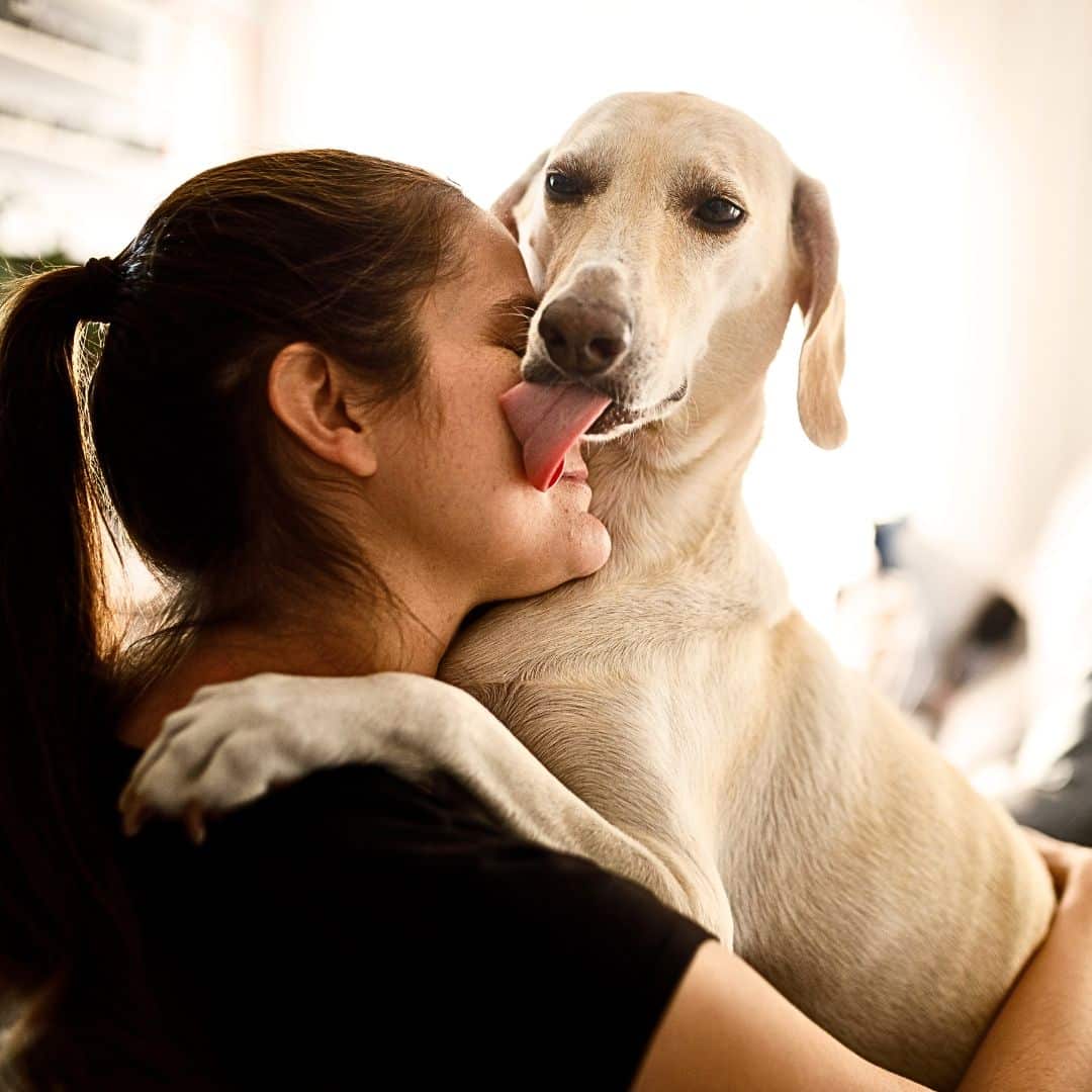 Why would a dog clingy? Labradoodles By Cucciolini