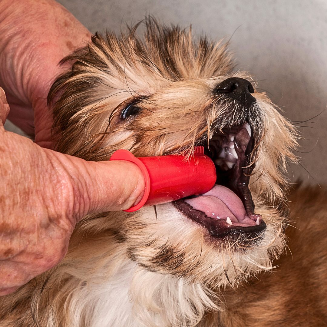 Creating a Puppy Checklist for Dog Grooming Products