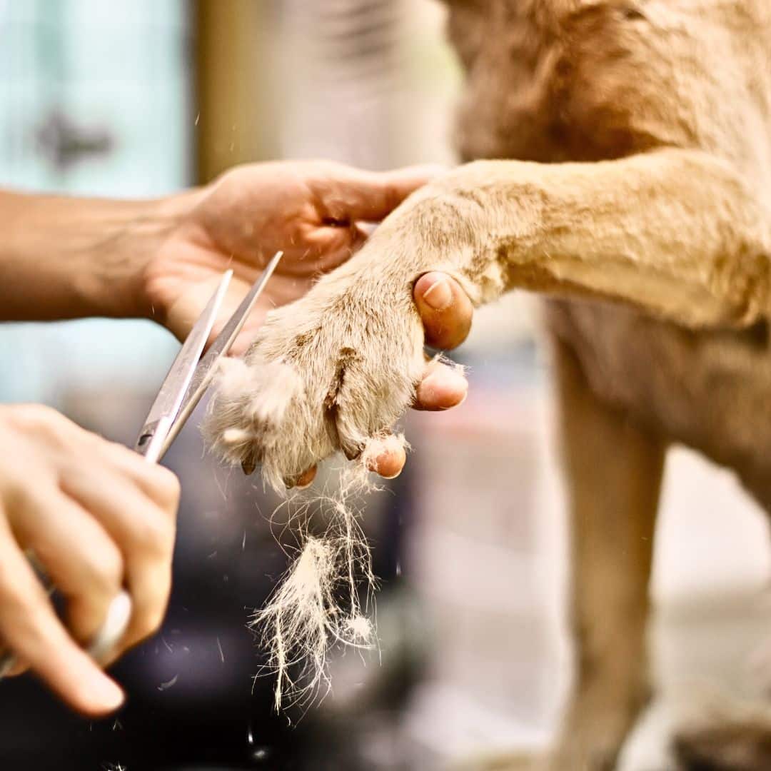 Dog Nails