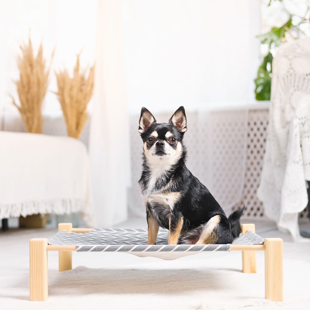Elevated Dog Bed: Keeping Your Pet Cool and Off the Ground in Hot Weather