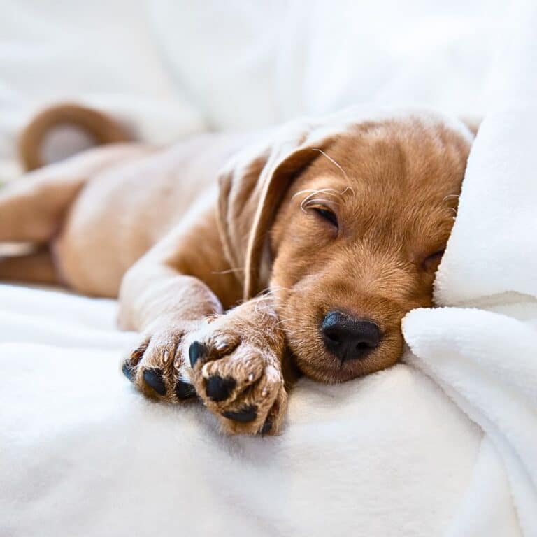 Hypoglycemia in Dogs Labradoodles By Cucciolini