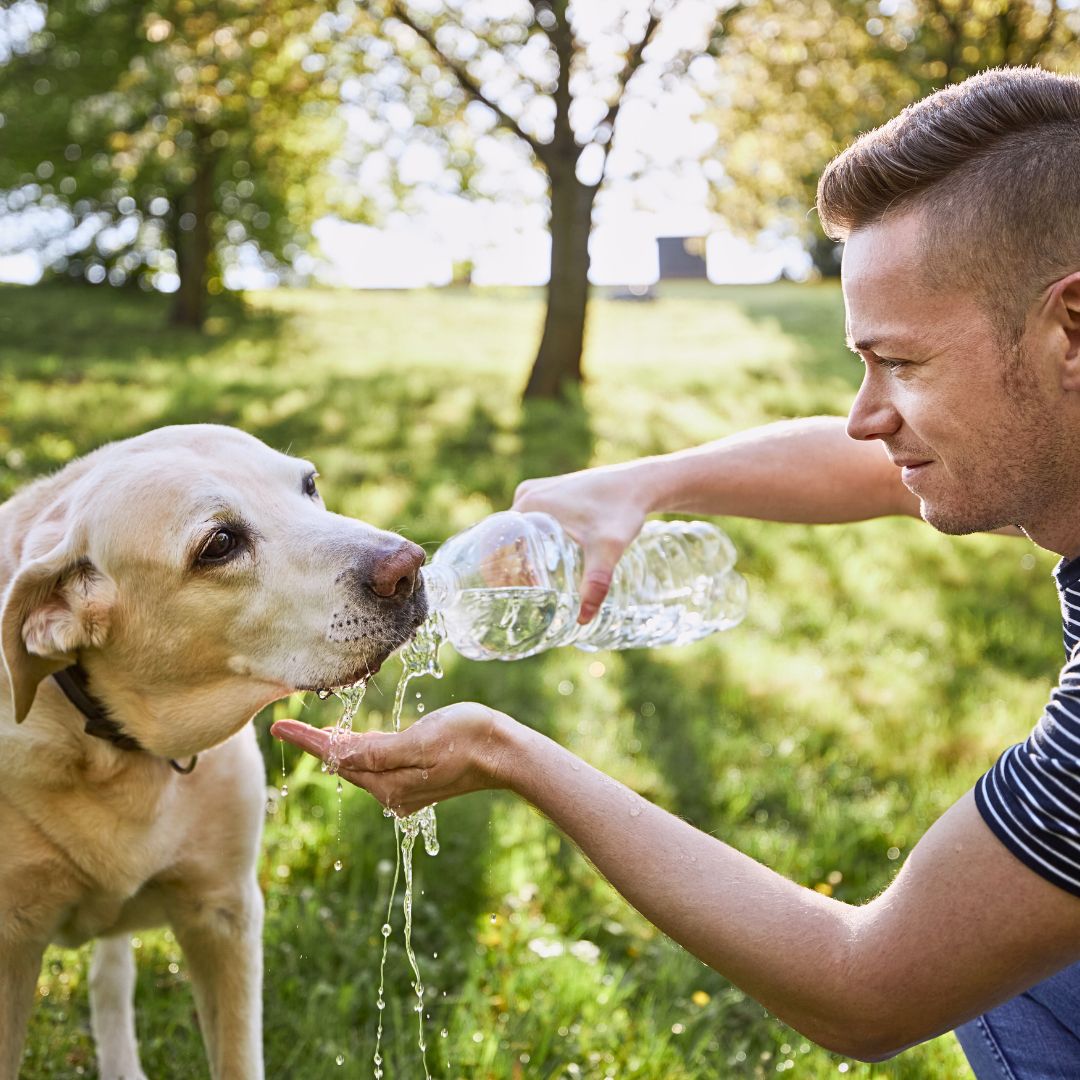 First Aid for Dogs with Heat Stroke