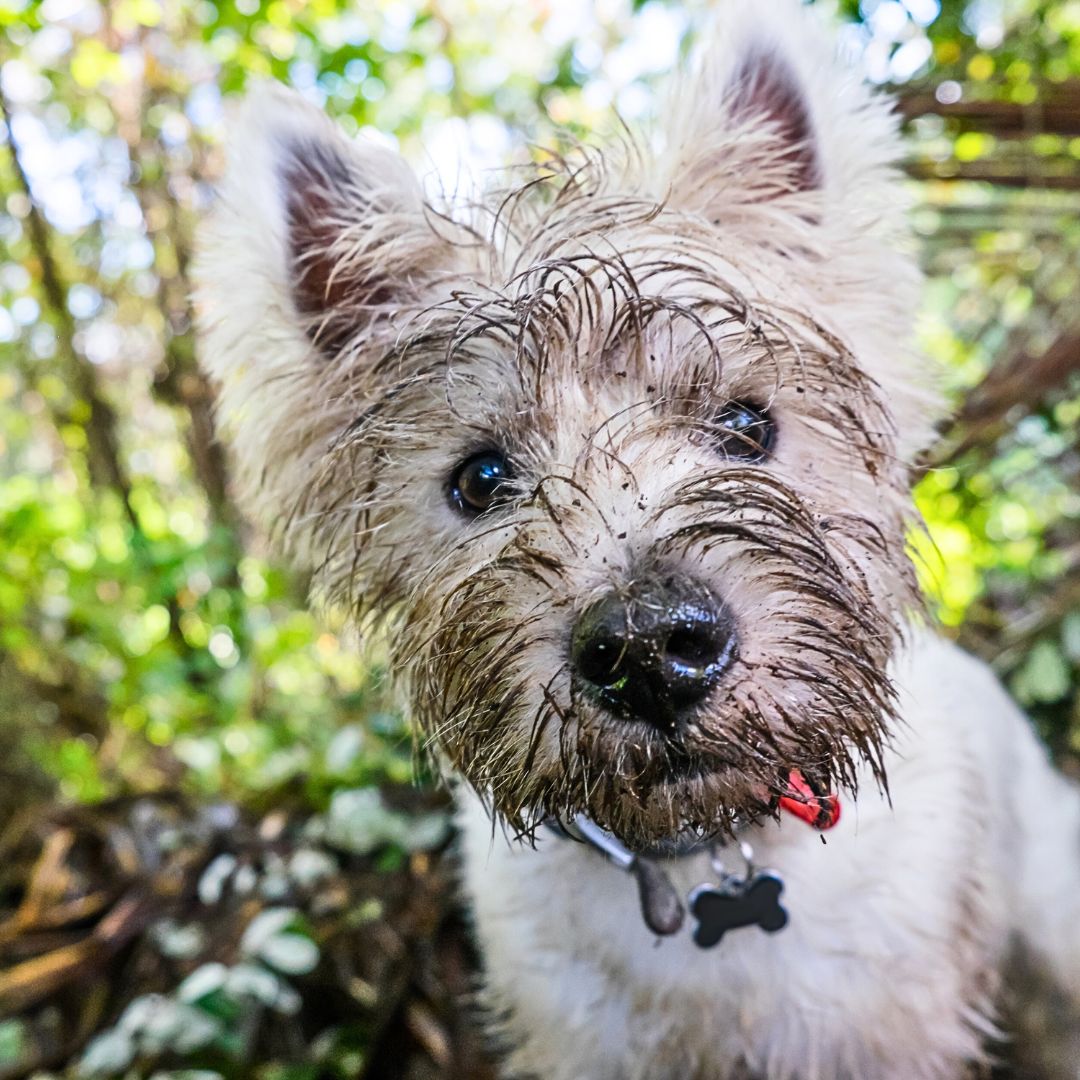 First Aid to help Dogs with Coat Contamination