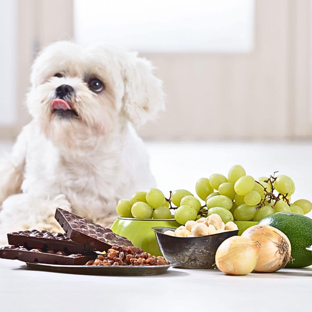 11 Dangerous Foods Labradoodles Should Not Eat