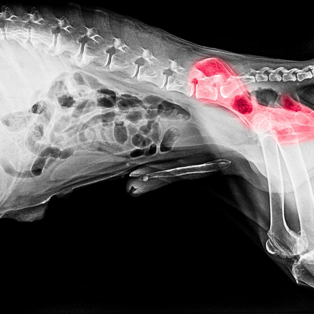 Hip Dyspepsia in Dogs