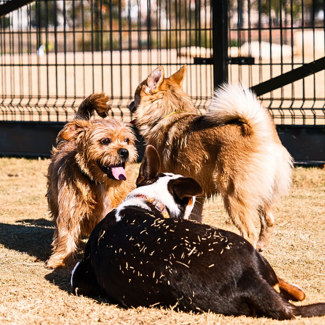 How Are Dogs Exposed to Kennel Cough?