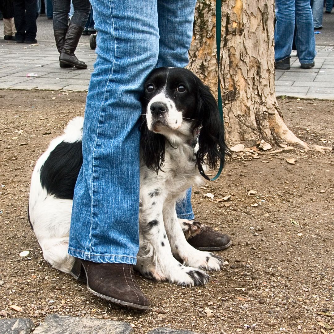 How to Calm a Dog During an Anxiety Attack?