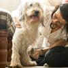How to Groom a Labradoodle at Home?  How to Groom a Labradoodle at Home