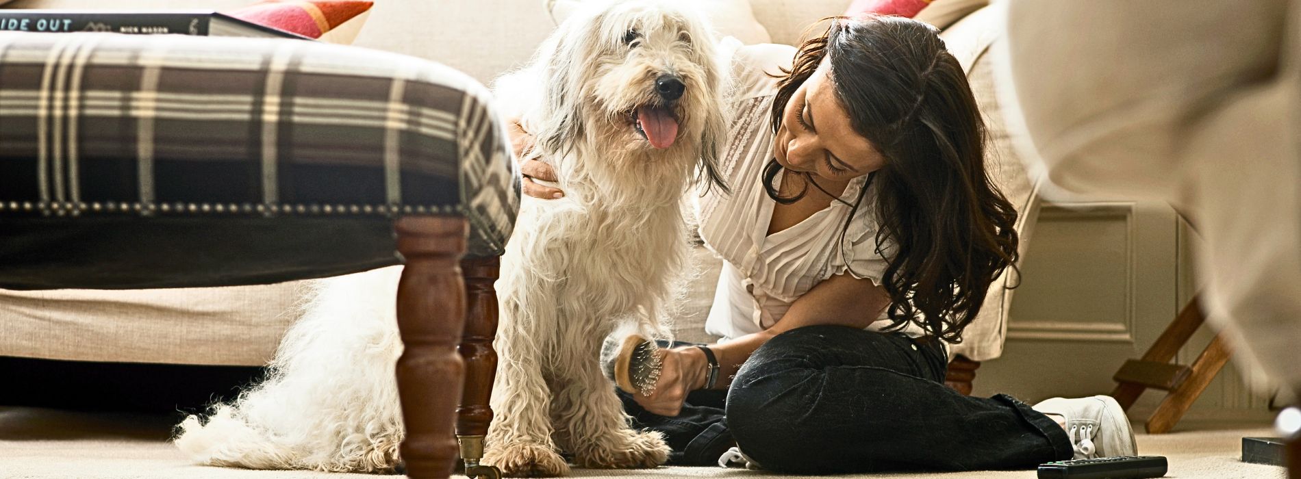 How to Groom a Labradoodle at Home?