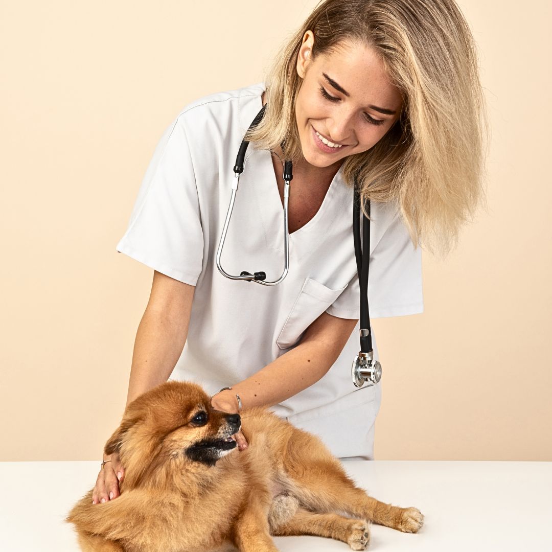 The Importance of Prompt Treatment for Canine Hypoglycemia