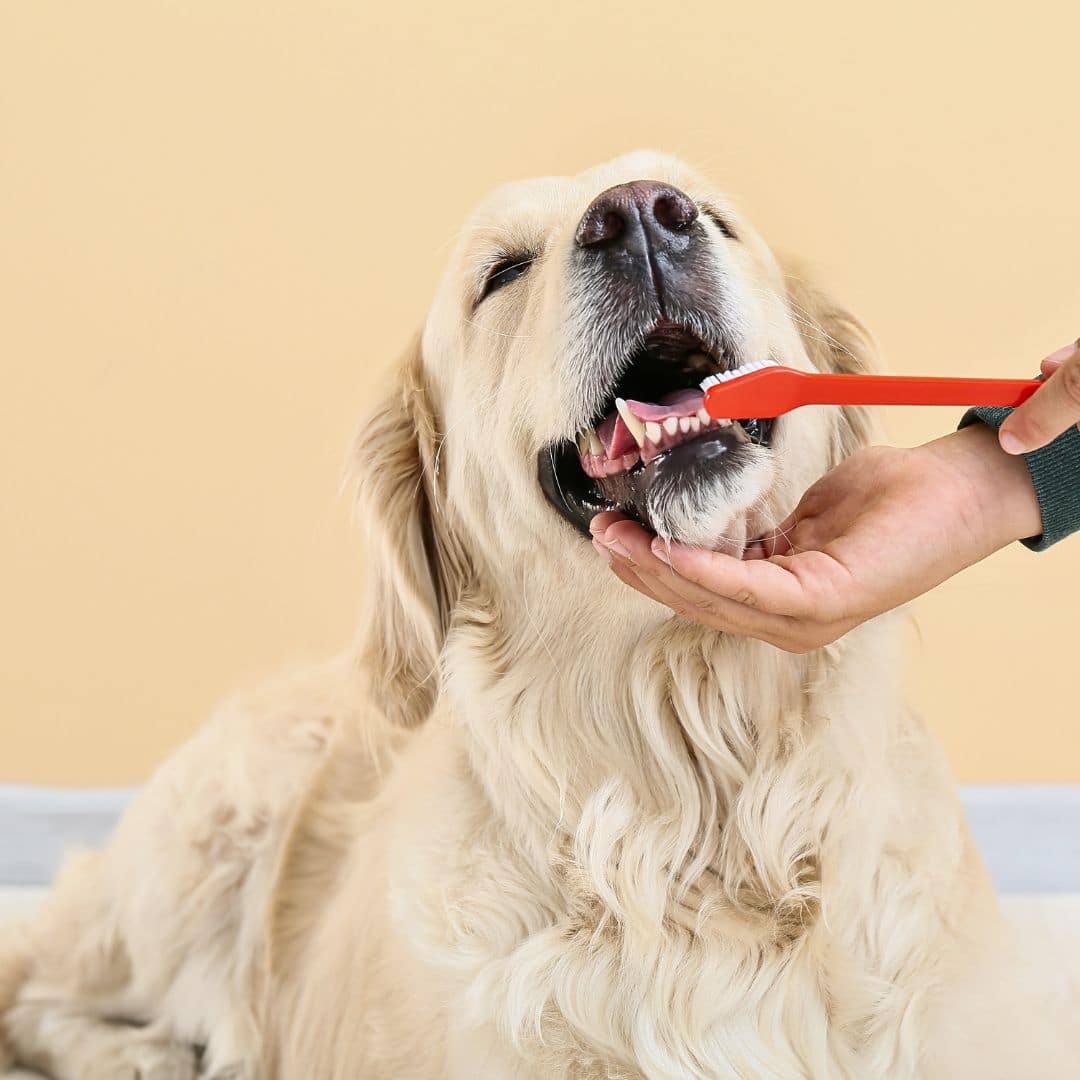 In addition to regular brushing, professional teeth cleaning by a veterinarian is recommended. 