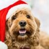 Keeping Your Labradoodle Safe This Christmas