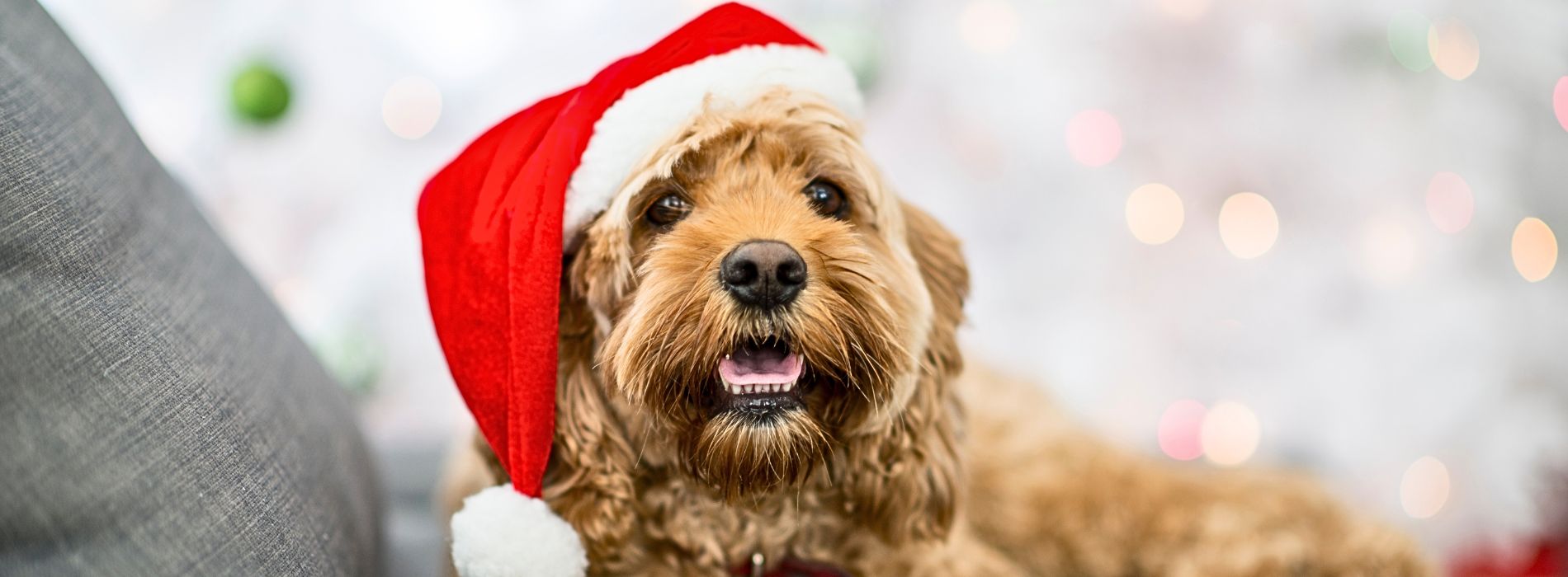 Keeping Your Labradoodle Safe This Christmas