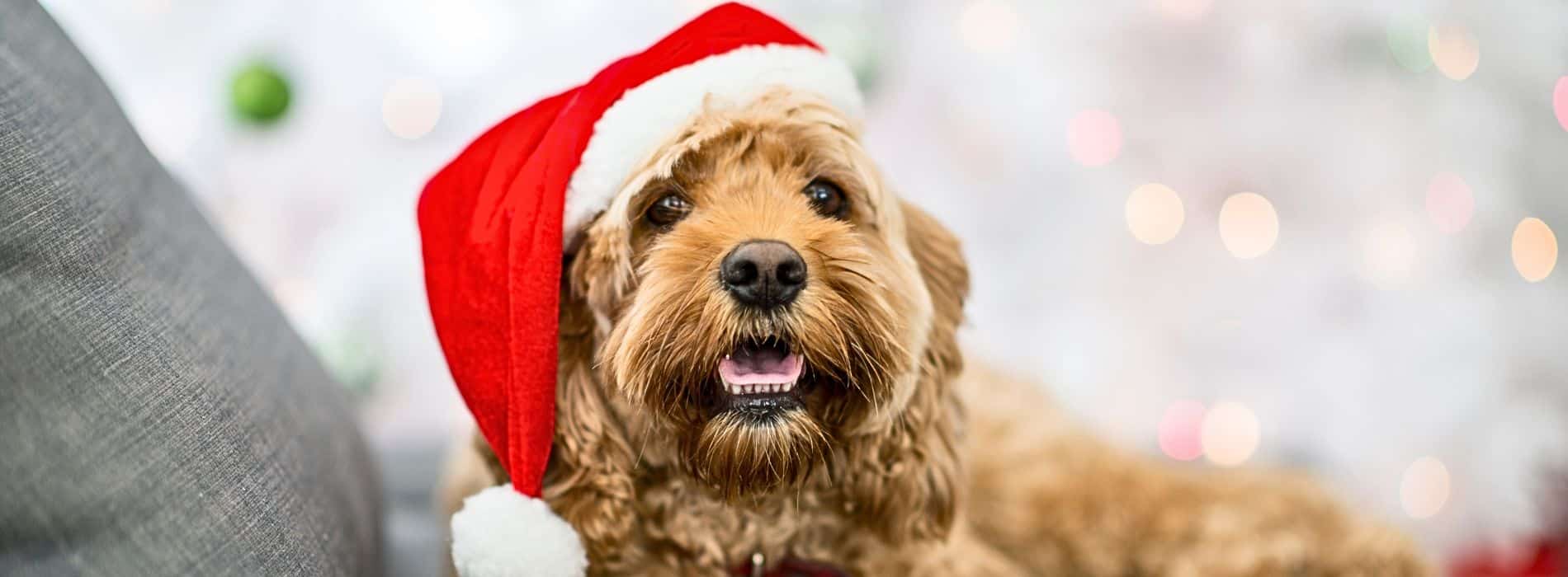 Keeping Your Labradoodle Safe This Christmas