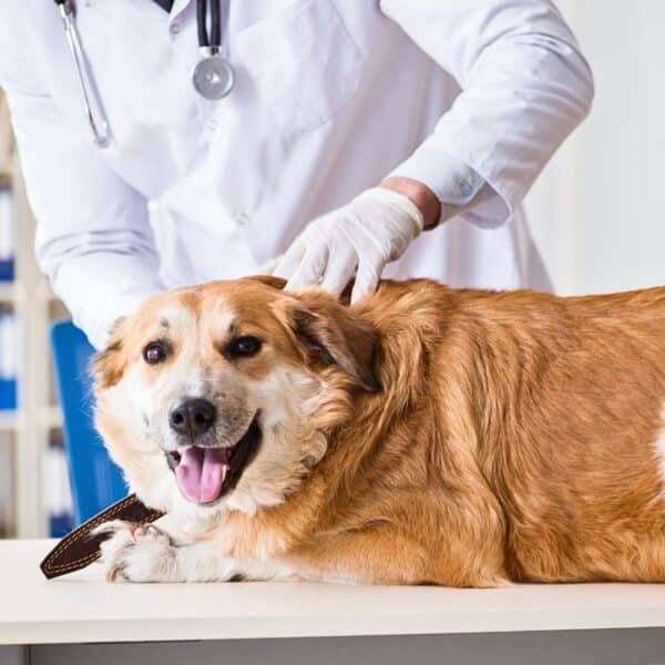 What are Treatments & Prevention of KENNEL COUGH in Dogs?