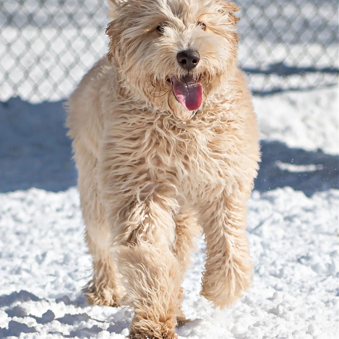 Labradoodle's Appearance and Coat Types: Understanding the Different Varieties