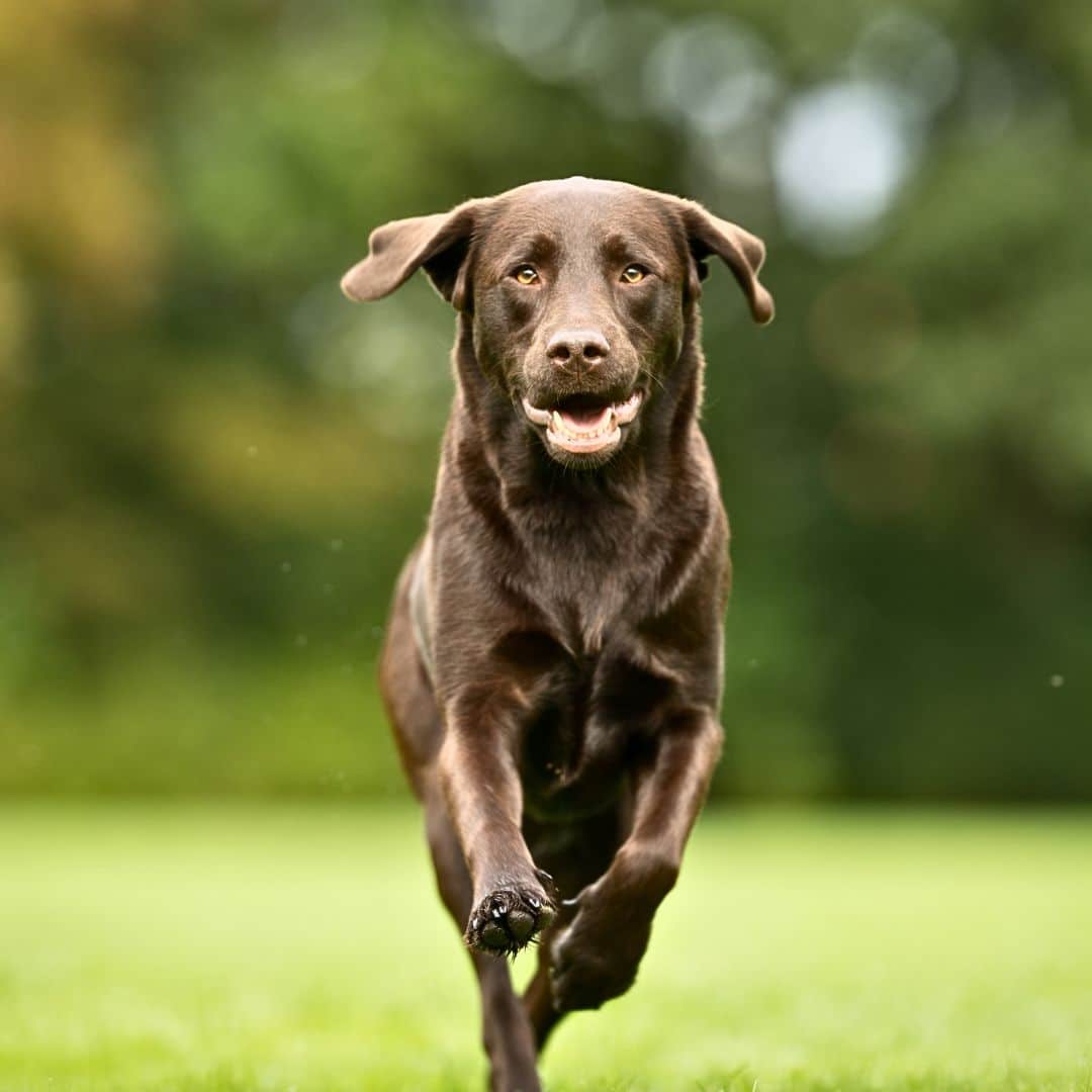 Labrador Retrievers: A Treasured Lineage