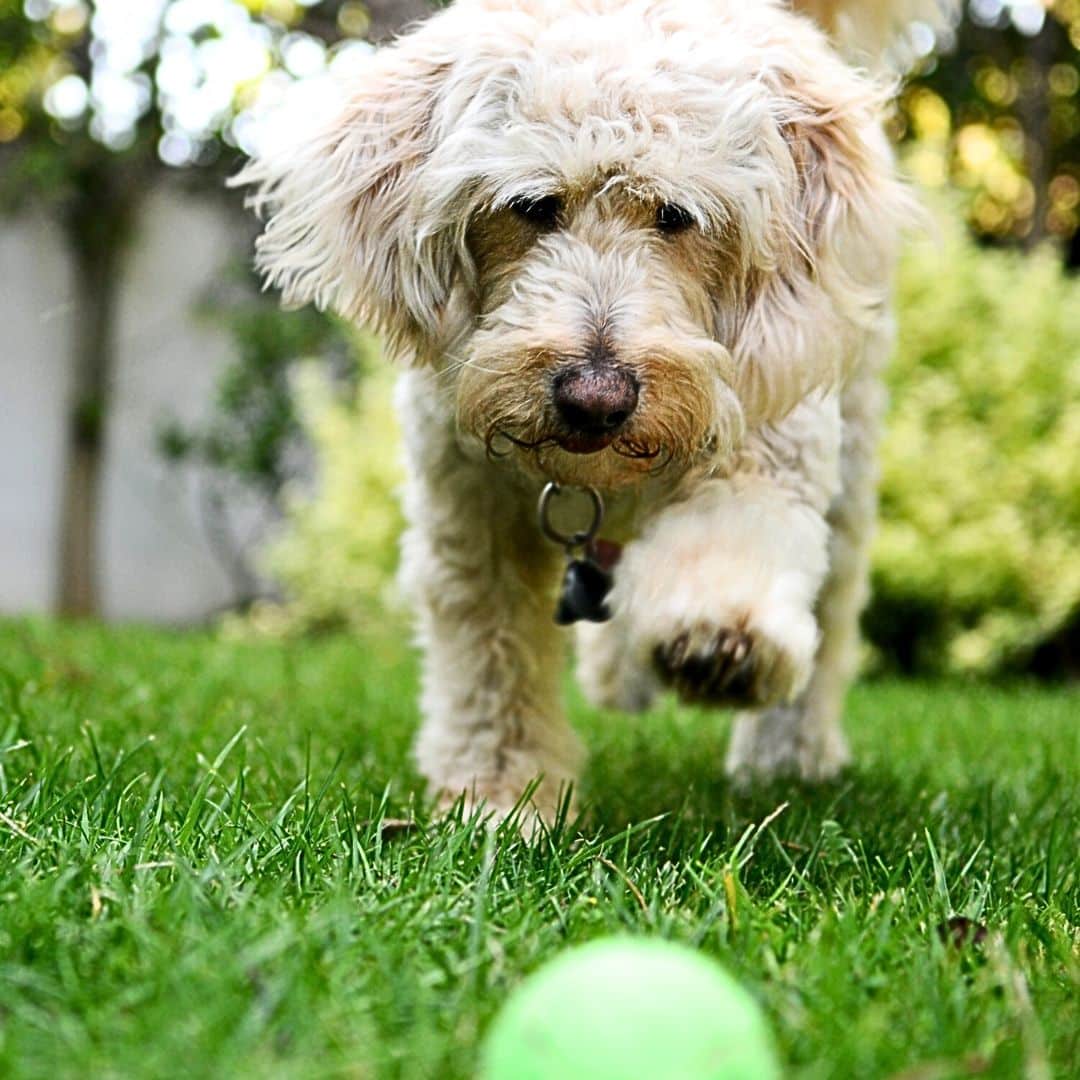 Ensuring a Peaceful Coexistence Between Your Labradoodle and Guests/Children