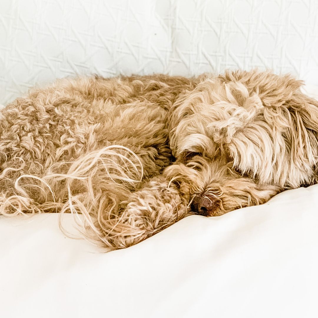Naps and Bedtime - Cucciolini Doodles Naps and Bedtime