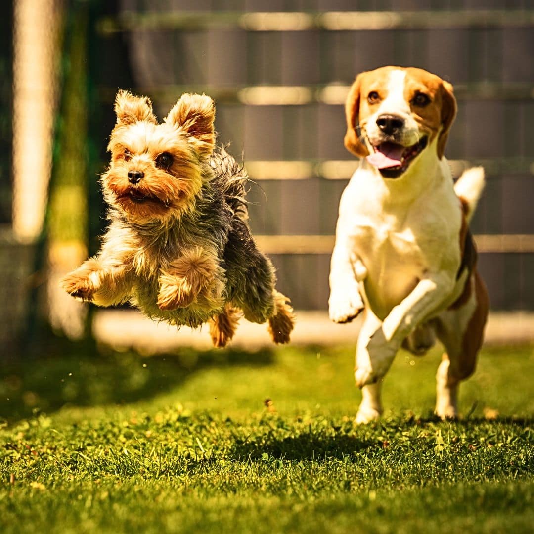 Why would a dog become clingy? Preventing Clinginess in Puppies: Early Training and Socialization Tips