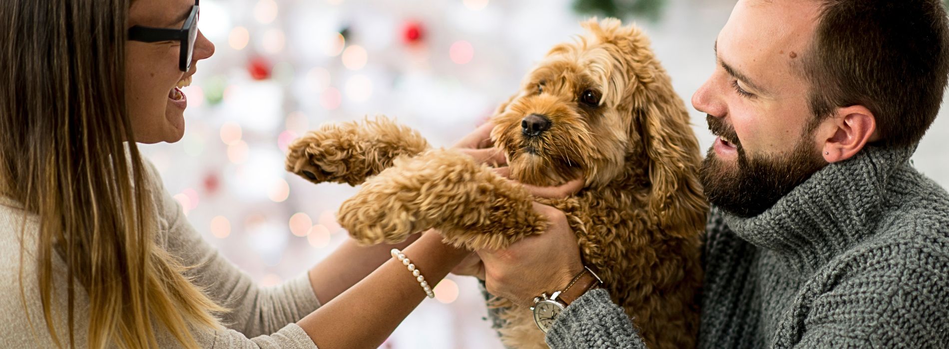 Puppy Care at Labradoodles by Cucciolini
