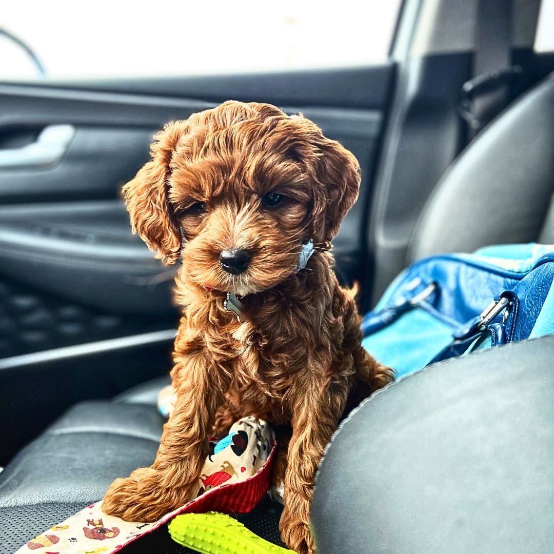 Puppy Checklist Plan for Travel