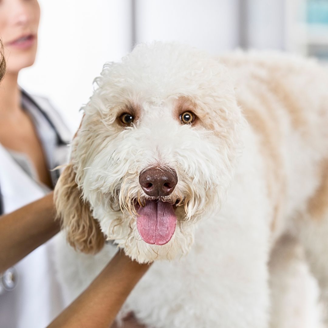 Regular Veterinary Check-ups