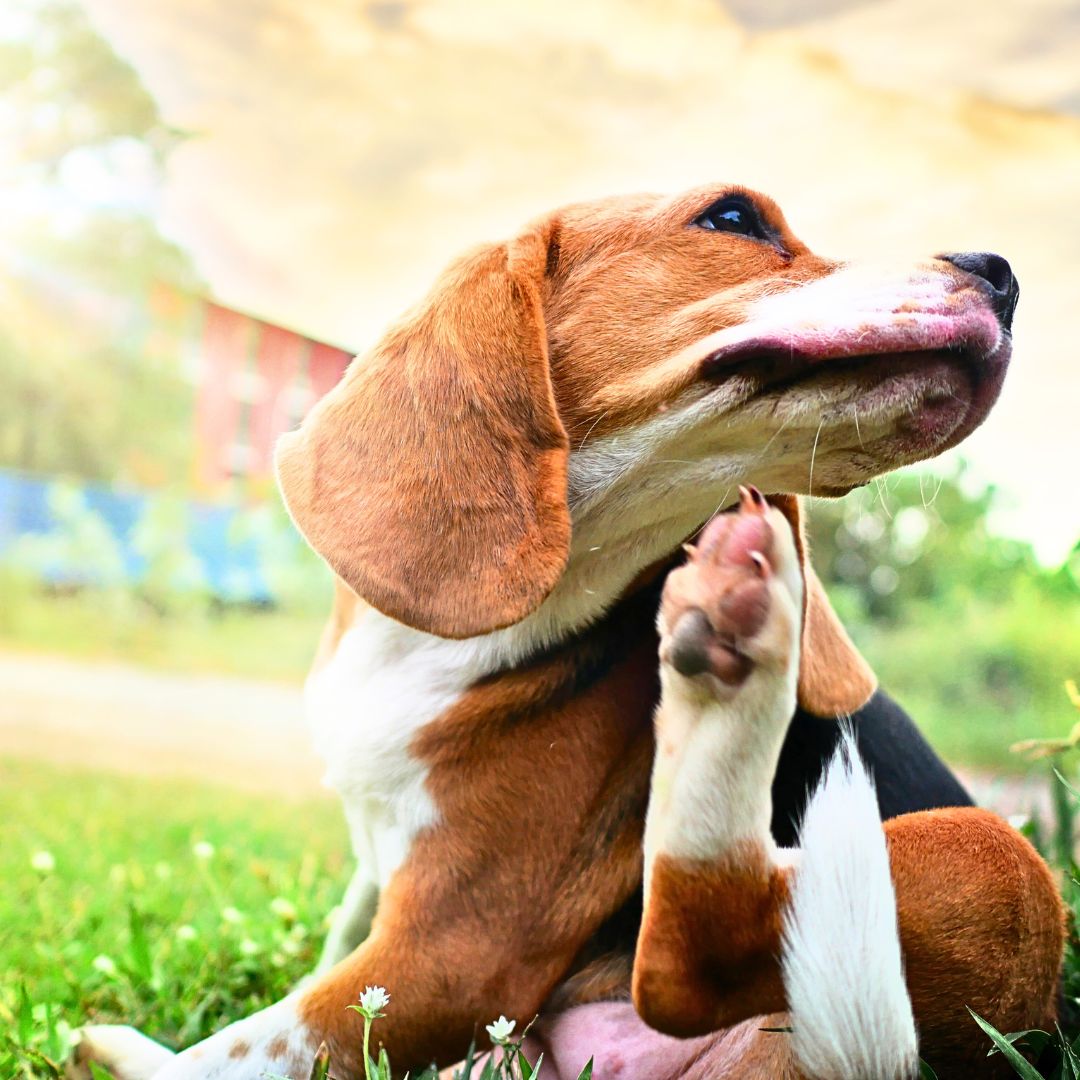Some of the most common Dog Allergies that affect people include: