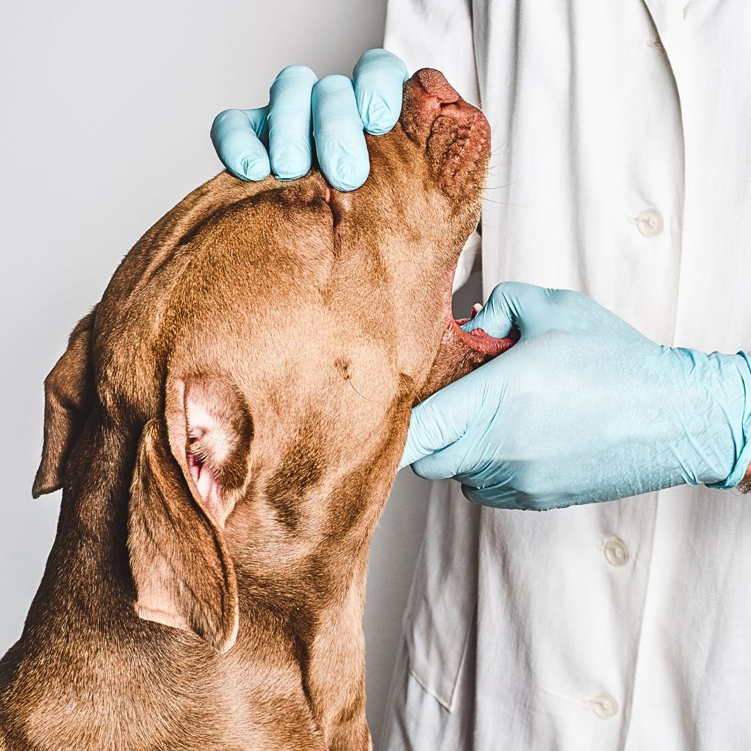 The Stinky Breath may be a symptom of an underlying health problem. 
