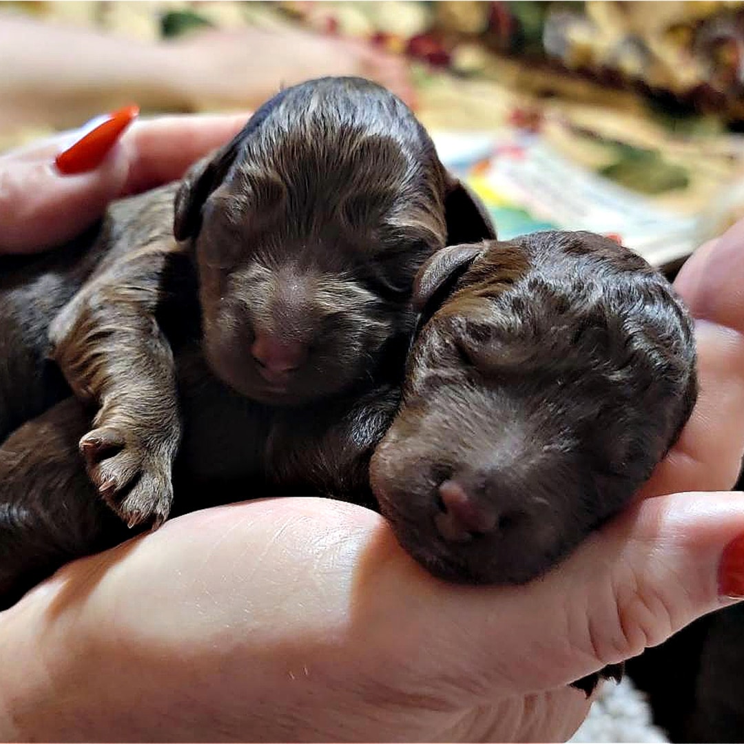 Stage 1: Puppy Neonatal Period (0-2 Weeks)