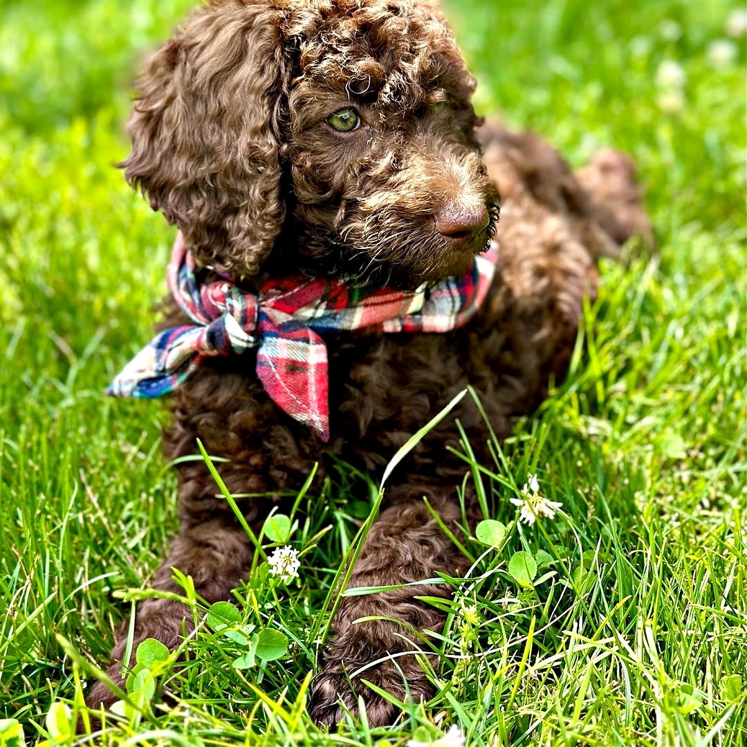 Stage 4: Puppy Juvenile Period (14 Weeks - 6 Months)