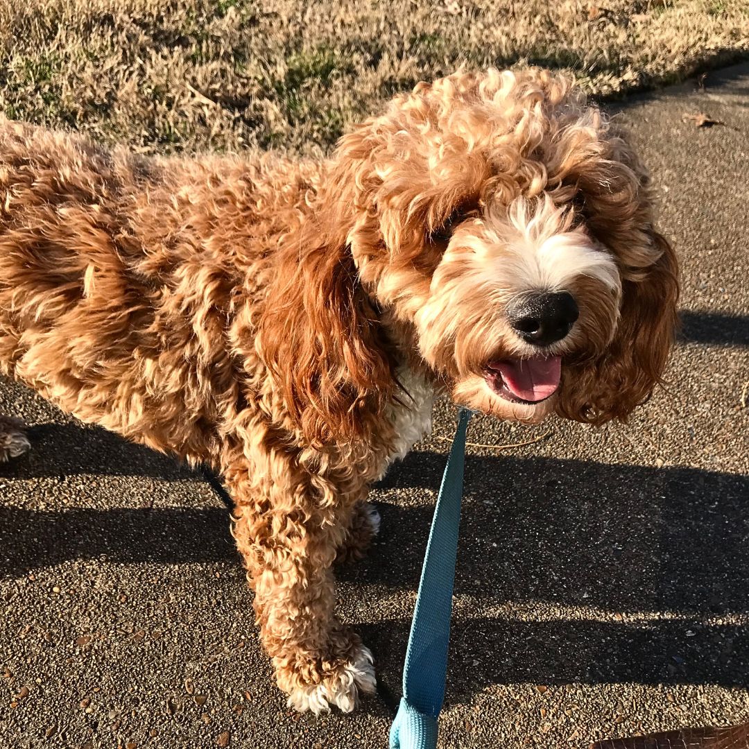 Taking Puppy For a Walk - Cucciolini Doodles Taking Puppy For a Walk