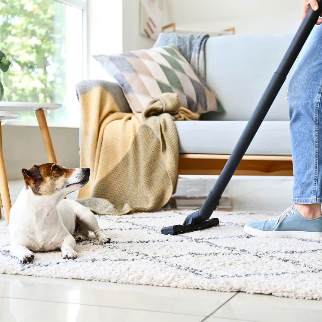 The Dog's Urinating and Defecating in the Home.