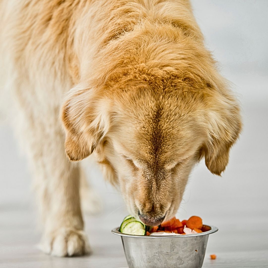 The Ideal Dog Diet: Best Foods for Optimal Health