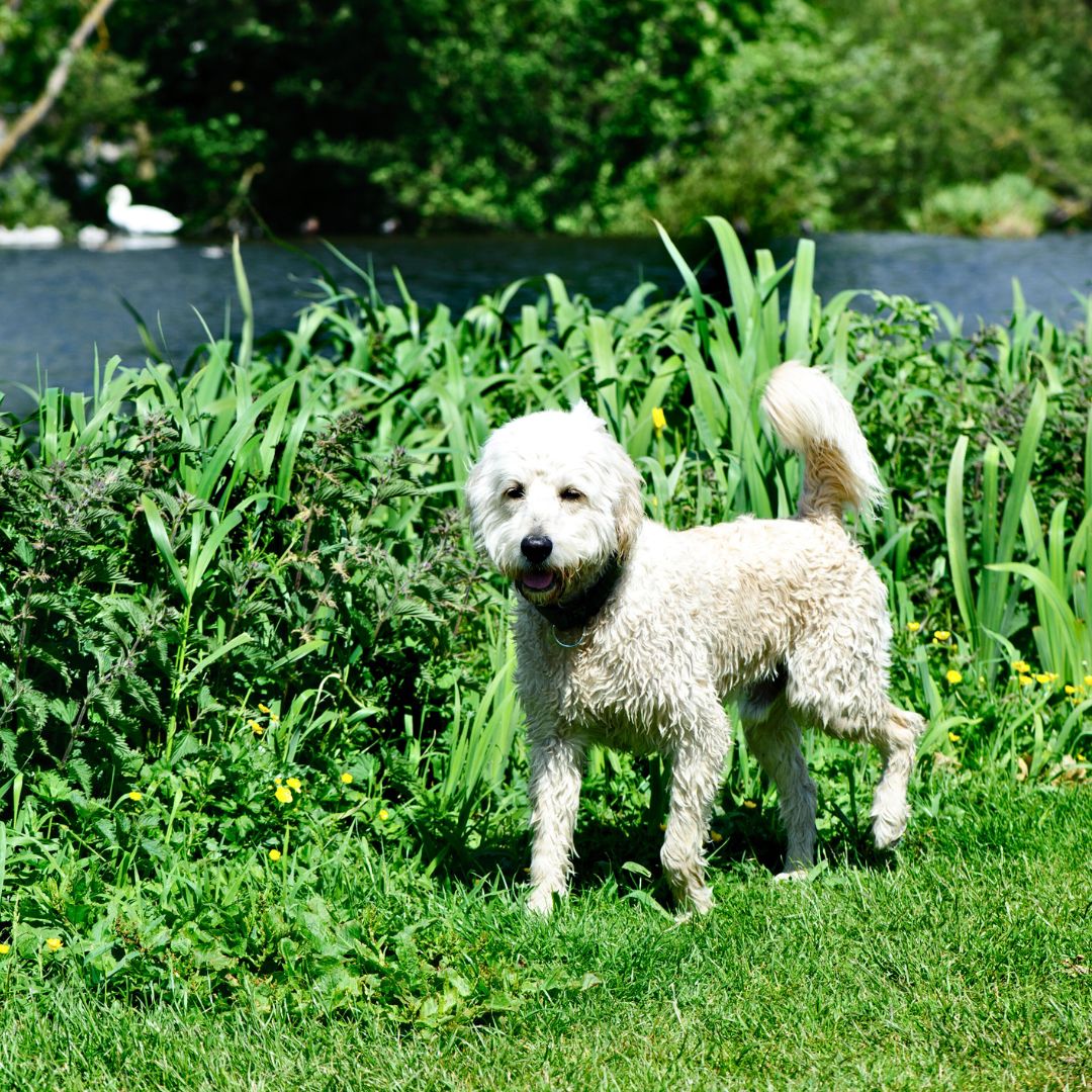 The Risks and Considerations of Early Spaying/Neutering for Labradoodles