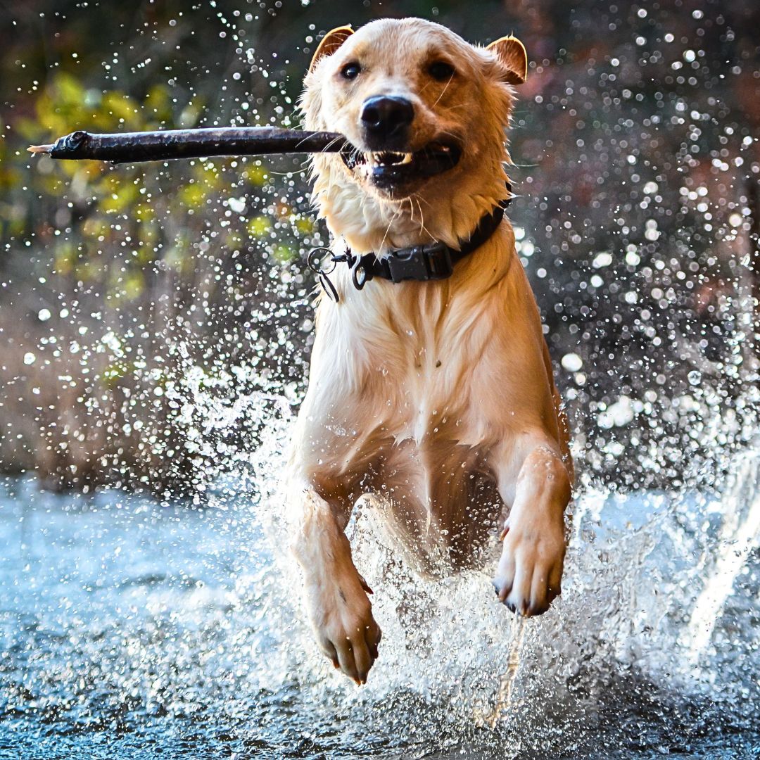 Why would a dog become clingy? Tips and Techniques to Help Your Clingy Dog Gain Independence