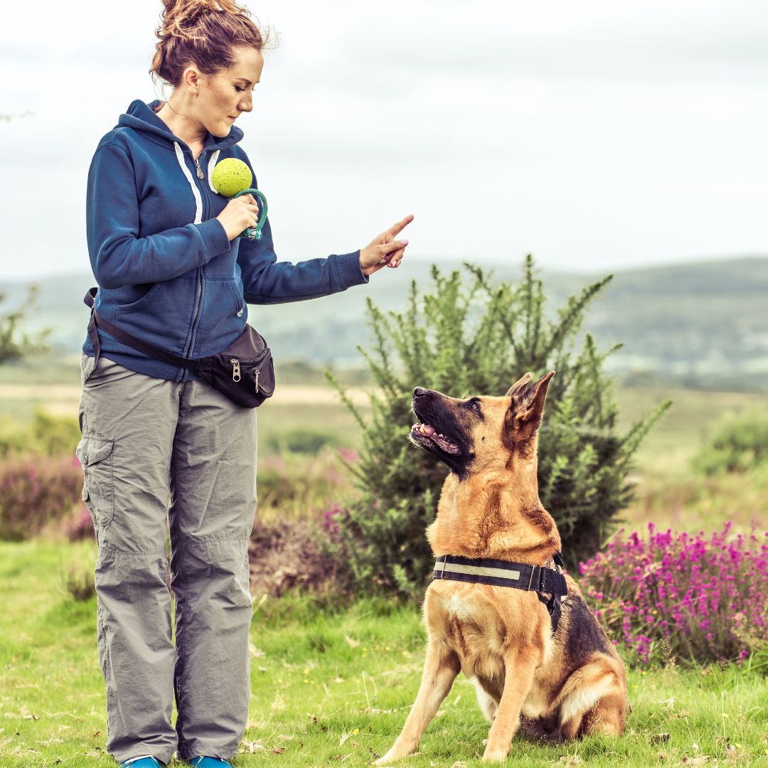 Use a clicker for training you labradoodle