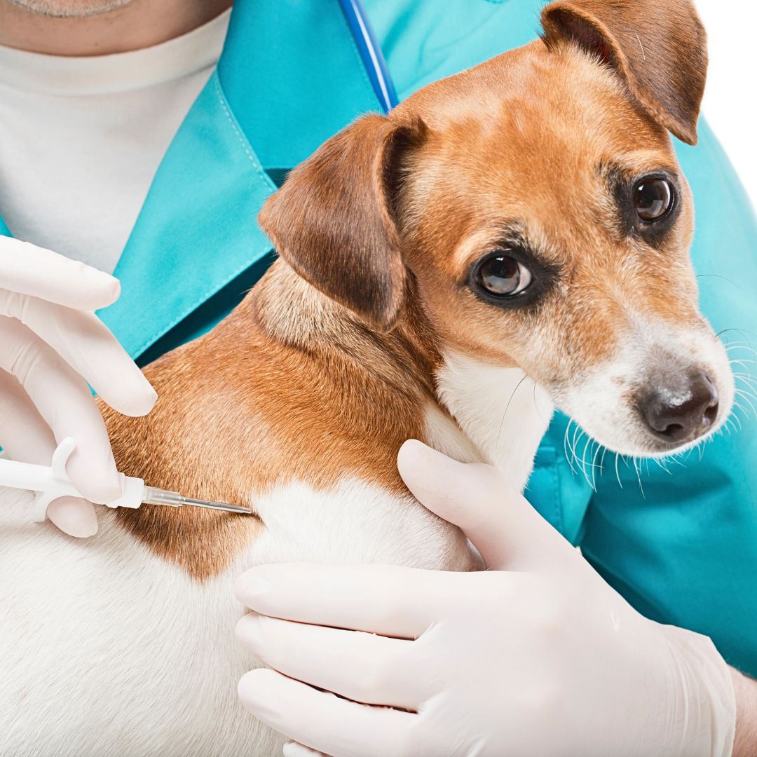 What is microchipping, and how does it work?