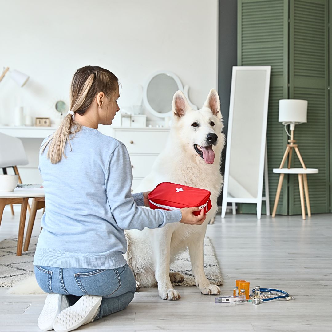 What items should be included in a dog's Basic First Aid kit?