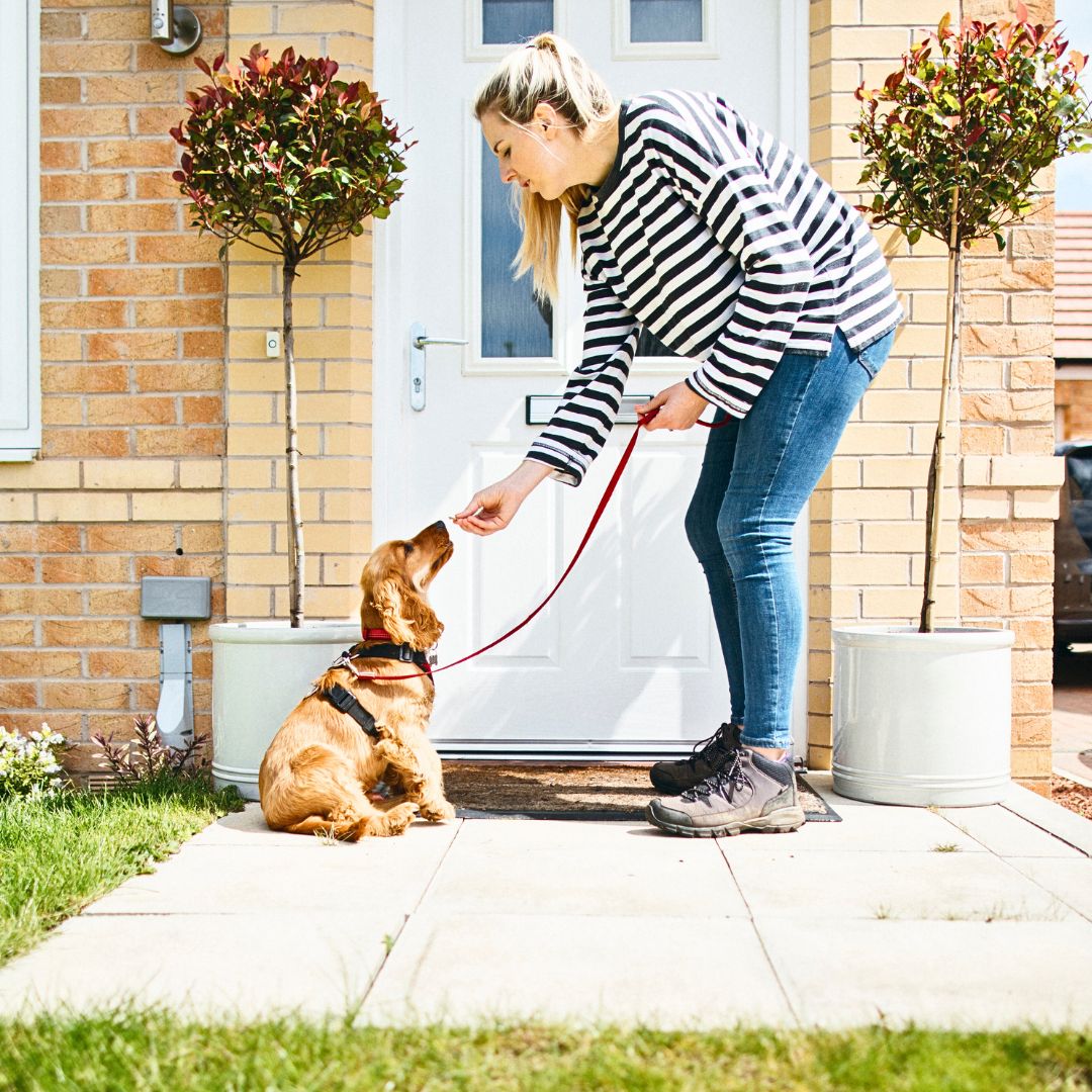 Socializing Your Puppy: A Guide to Raising a Well-Adjusted Companion