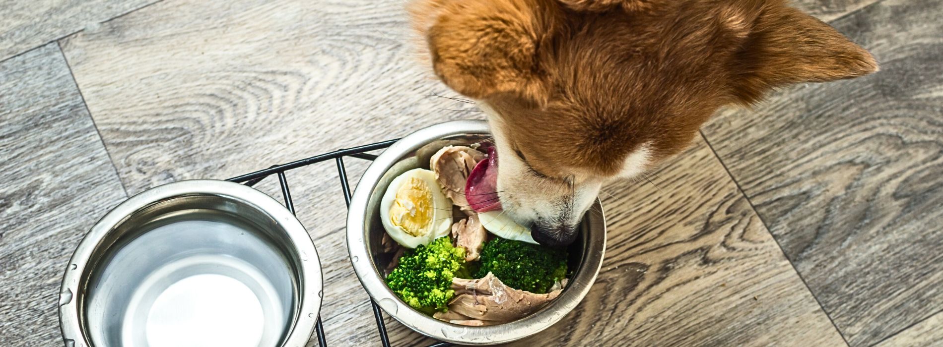 5 Easy Homemade Dog Food Recipes