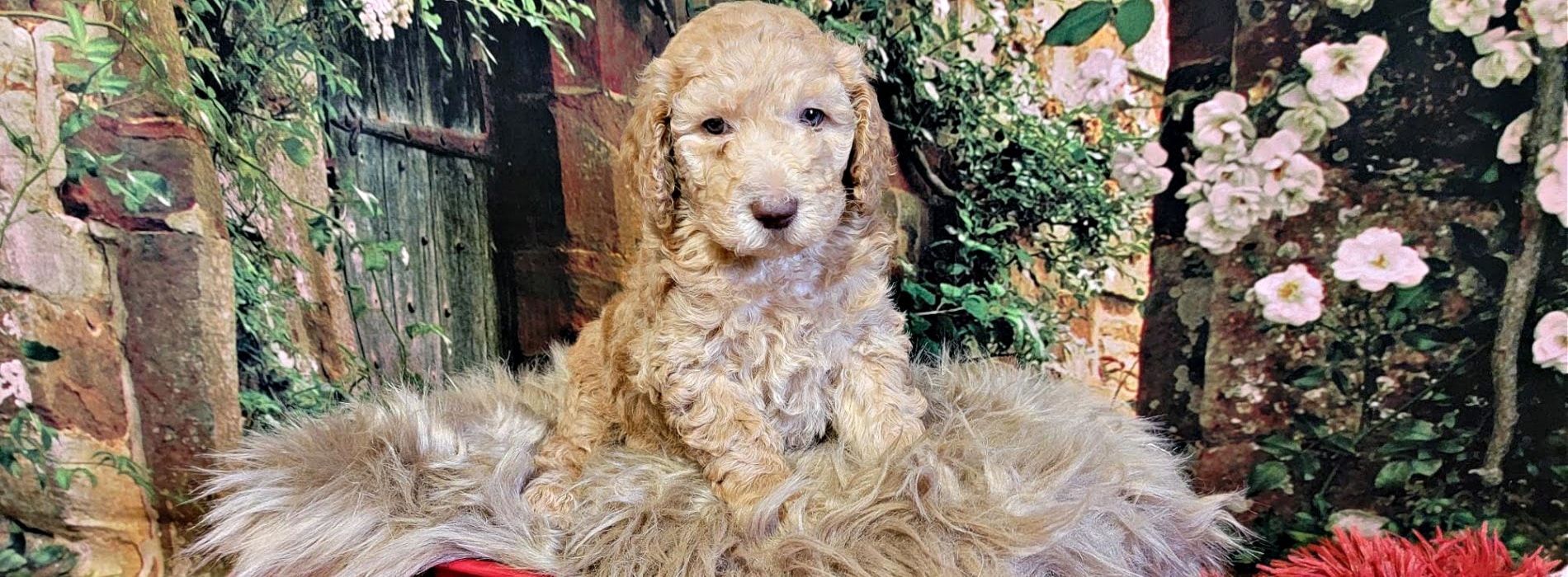 Adoption Pricing - Affordable Labradoodles in Ontario