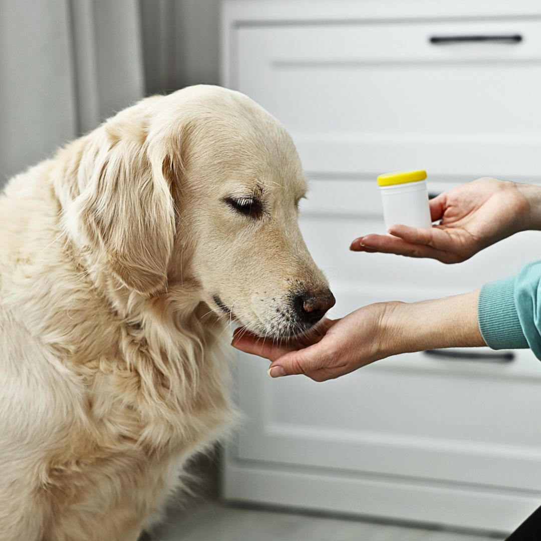 Are there any natural remedies or supplements to help manage a dog's blood sugar levels?