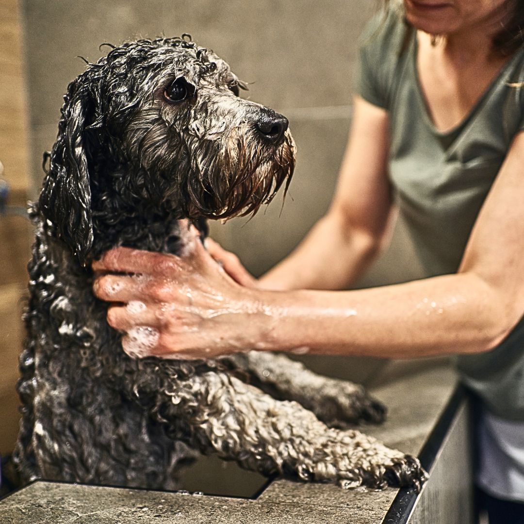 Can I use regular shampoo on my Labradoodle?