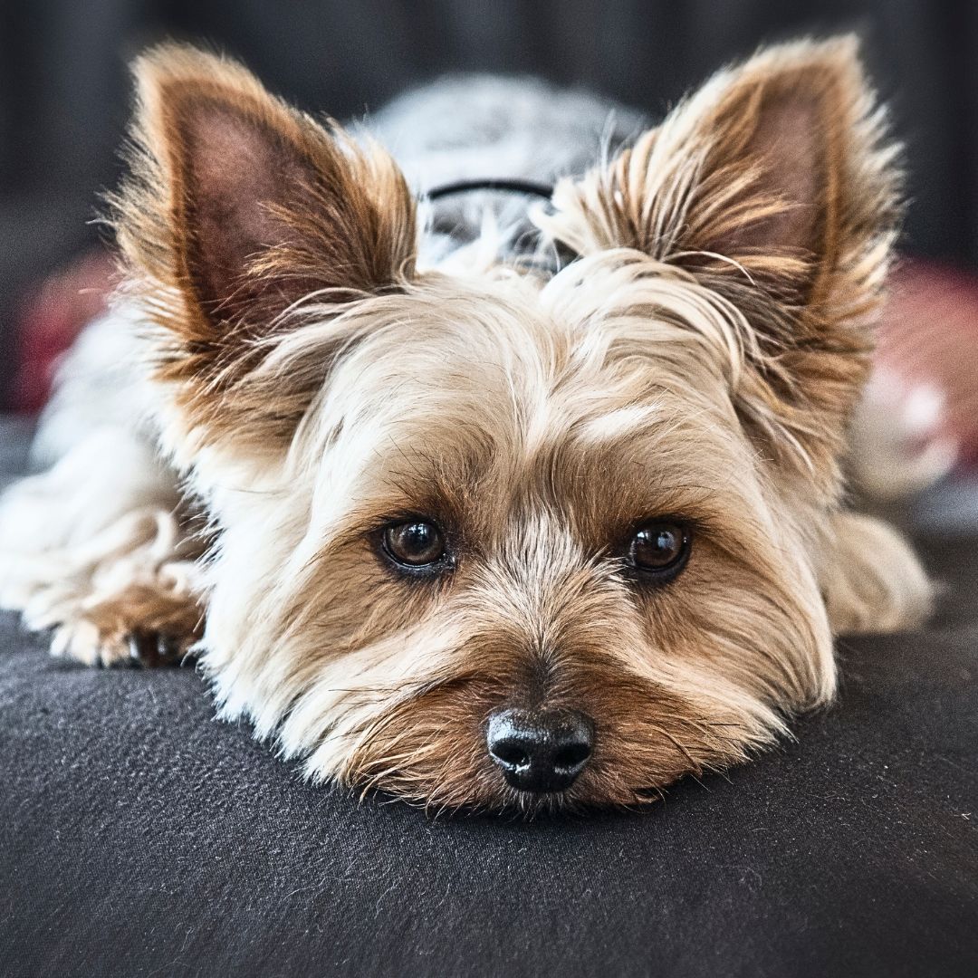 Can certain dog breeds be more prone to hypoglycemia?