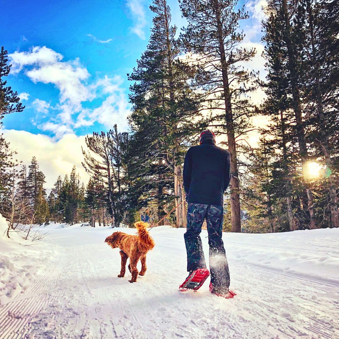 Can you take your Labradoodle for a walk in the Winter?