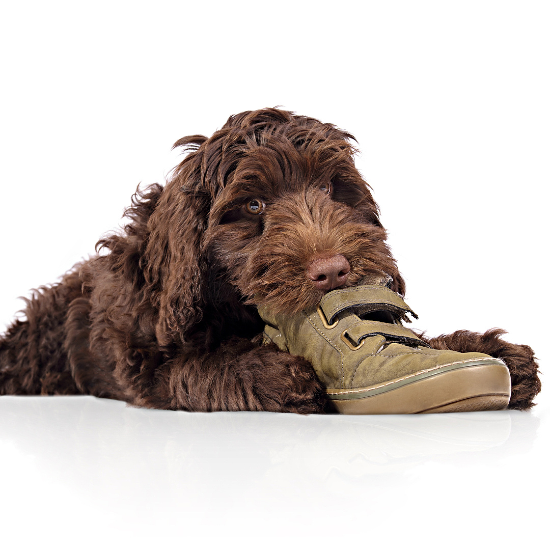 Chewing and Destructive Behavior - Protecting Your Home from a Teething Labradoodle
