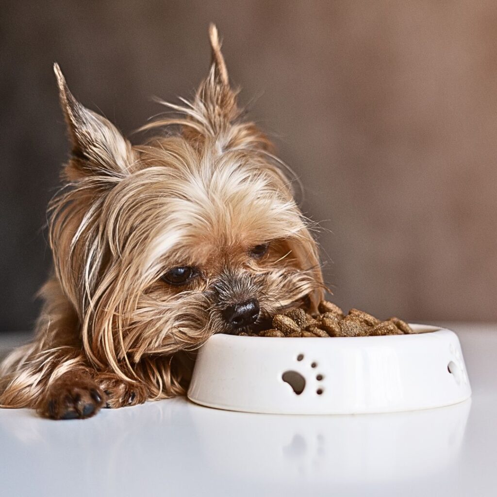 Hypoglycemia in Dogs - Labradoodles By Cucciolini - Managing Hypoglycemia In Large Breed Dogs
